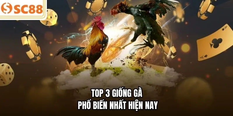 Top 3 giống gà phổ biến nhất hiện nay 